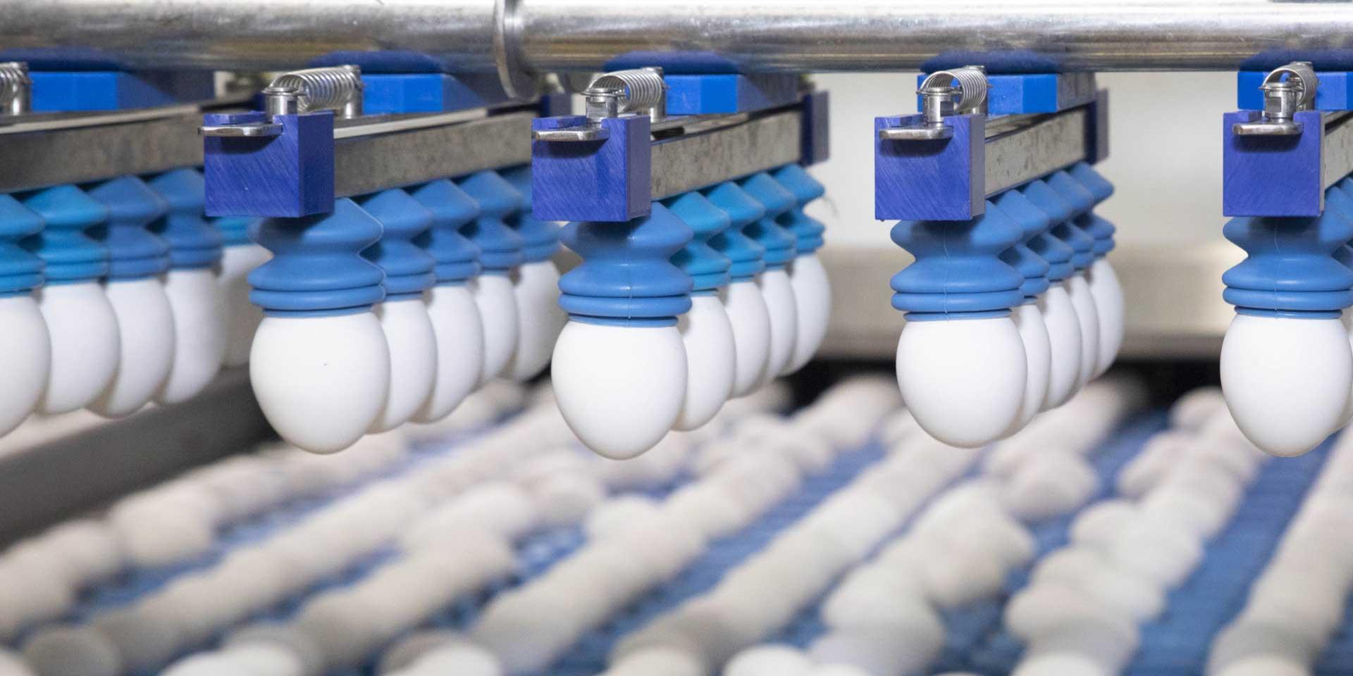 Homepagina Lecoque eggs eiproducten logo